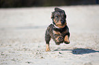 running Dachshund