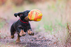 playing wirehaired Dachshund