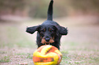 playing wirehaired Dachshund