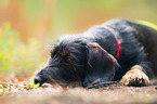 lying wirehaired Dachshund