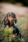 sitting Dachshund Puppy