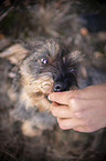 wire-haired Dachshund