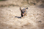 running wire-haired Dachshund