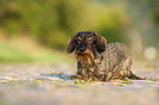 lying wire-haired Dachshund