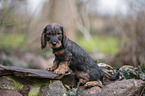 sitting wire-haired Dachshund