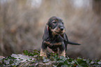 standing wire-haired Dachshund