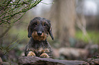 lying wire-haired Dachshund