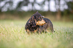 standing wire-haired Dachshund