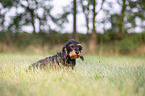 sitting wire-haired Dachshund