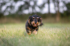 running wire-haired Dachshund