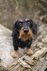 standing wire-haired Dachshund