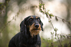 standing wire-haired Dachshund