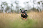 running wire-haired Dachshund