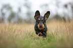 running wire-haired Dachshund