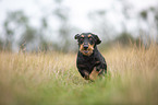 running wire-haired Dachshund