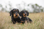 wire-haired Dachshunds