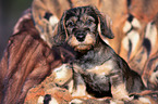 wire-haired Dachshund puppy