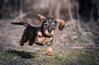 wire-haired Dachshund puppy