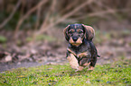 wire-haired Dachshund puppy