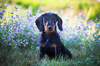 sitting Dachshund