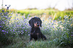 sitting Dachshund