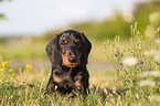 sitting Dachshund