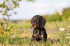 sitting Dachshund