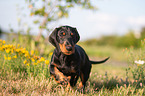 running Dachshund