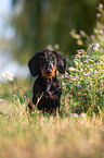 sitting Dachshund