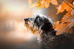 wire-haired Dachshund portrait