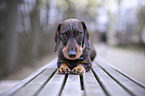 lying wire-haired Dachshund