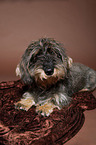 female wire-haired dachshund