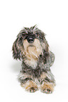 wire-haired dachshund in front of white background