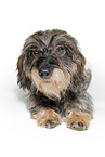 wire-haired dachshund in front of white background