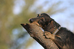 wire-haired Dachshund