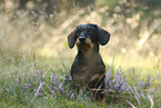 sitting wire-haired Dachshund