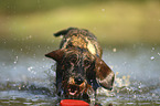 wire-haired Dachshund