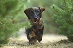 running wire-haired Dachshund