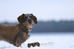 standing wire-haired Dachshund