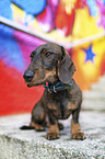 sitting wire-haired Dachshund