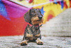 lying wire-haired Dachshund