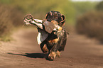 running wire-haired Dachshund