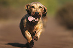 running wire-haired Dachshund