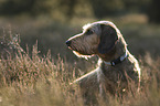 wire-haired Dachshund