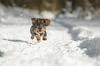 running wirehaired Dachshund