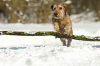 running wirehaired Dachshund