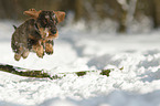 running wirehaired Dachshund