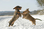 playing wirehaired Dachshunds