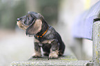 sitting wirehaired Dachshunds Puppy