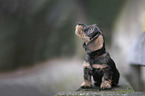 sitting wirehaired Dachshunds Puppy